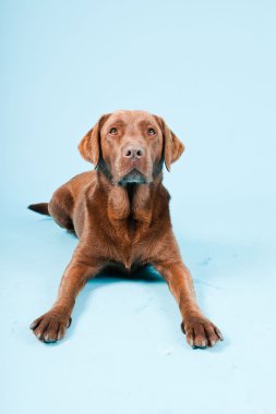 Açık mavi renkli izole kahverengi labrador Studio portresi.