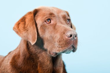 Açık mavi renkli izole kahverengi labrador Studio portresi.