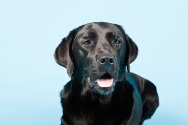 Stüdyo portre Siyah labrador açık mavi renkli izole..