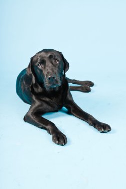 Stüdyo portre Siyah labrador açık mavi renkli izole..