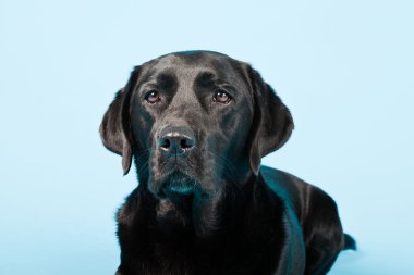 Stüdyo portre Siyah labrador açık mavi renkli izole..