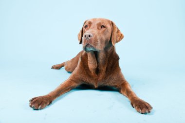 Açık mavi renkli izole kahverengi labrador Studio portresi.