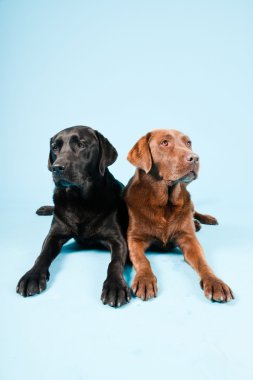 Stüdyo iki Labrador'un açık mavi renkli izole portresi. kahverengi ve siyah.