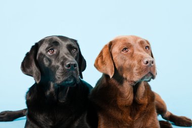 Stüdyo iki Labrador'un açık mavi renkli izole portresi. kahverengi ve siyah.