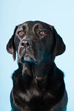 Stüdyo portre Siyah labrador açık mavi renkli izole..