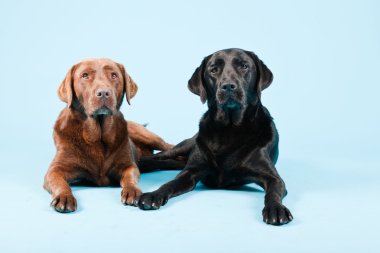 Stüdyo iki Labrador'un açık mavi renkli izole portresi. kahverengi ve siyah.