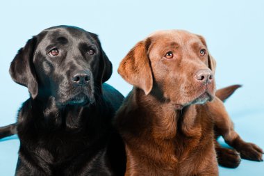 Stüdyo iki Labrador'un açık mavi renkli izole portresi. kahverengi ve siyah.