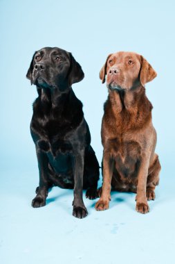 Stüdyo iki Labrador'un açık mavi renkli izole portresi. kahverengi ve siyah.