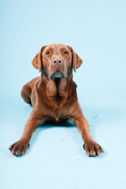 Açık mavi renkli izole kahverengi labrador Studio portresi.