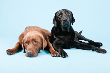 Stüdyo iki Labrador'un açık mavi renkli izole portresi. kahverengi ve siyah.