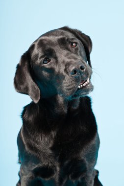 Stüdyo portre Siyah labrador açık mavi renkli izole..