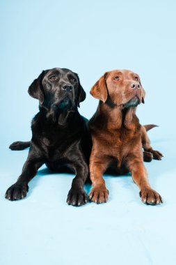 Stüdyo iki Labrador'un açık mavi renkli izole portresi. kahverengi ve siyah.