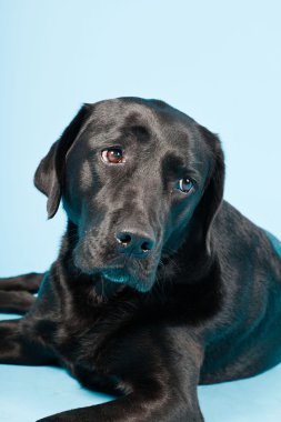 Stüdyo portre Siyah labrador açık mavi renkli izole..