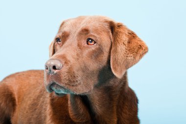 Açık mavi renkli izole kahverengi labrador Studio portresi.