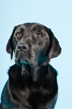 Stüdyo portre Siyah labrador açık mavi renkli izole..