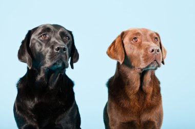 Stüdyo iki Labrador'un açık mavi renkli izole portresi. kahverengi ve siyah.