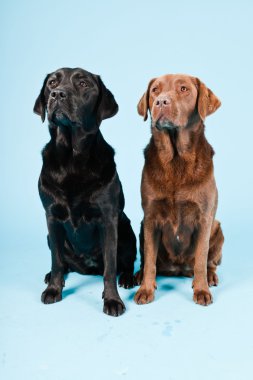 Stüdyo iki Labrador'un açık mavi renkli izole portresi. kahverengi ve siyah.