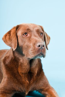 Açık mavi renkli izole kahverengi labrador Studio portresi.