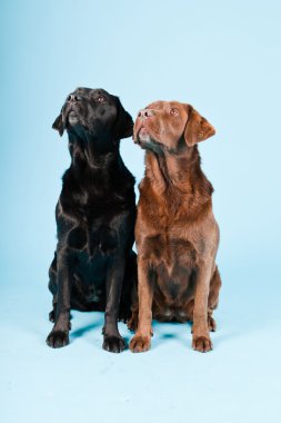 Stüdyo iki Labrador'un açık mavi renkli izole portresi. kahverengi ve siyah.