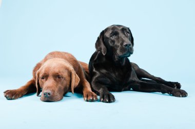 Stüdyo iki Labrador'un açık mavi renkli izole portresi. kahverengi ve siyah.