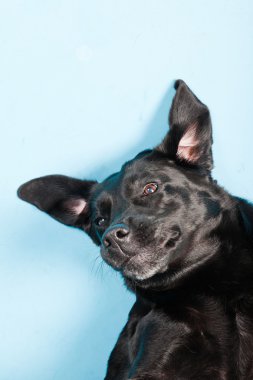 Stüdyo portre Siyah labrador açık mavi renkli izole..