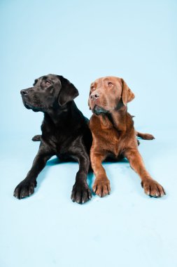 Stüdyo iki Labrador'un açık mavi renkli izole portresi. kahverengi ve siyah.