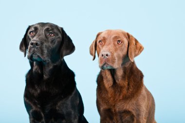 Stüdyo iki Labrador'un açık mavi renkli izole portresi. kahverengi ve siyah.