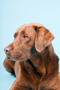 Açık mavi renkli izole kahverengi labrador Studio portresi.