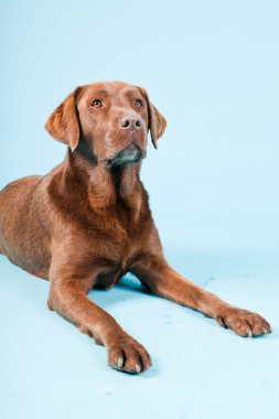 Açık mavi renkli izole kahverengi labrador Studio portresi.