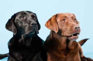 Stüdyo iki Labrador'un açık mavi renkli izole portresi. kahverengi ve siyah.