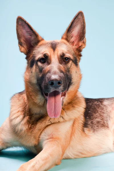 浅蓝色背景上孤立的德国谢泼德狗室画像 — 图库照片