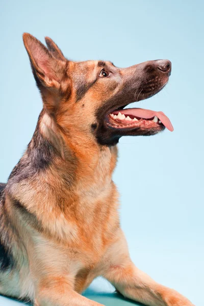 Portrait studio de chien de berger allemand isolé sur fond bleu clair — Photo