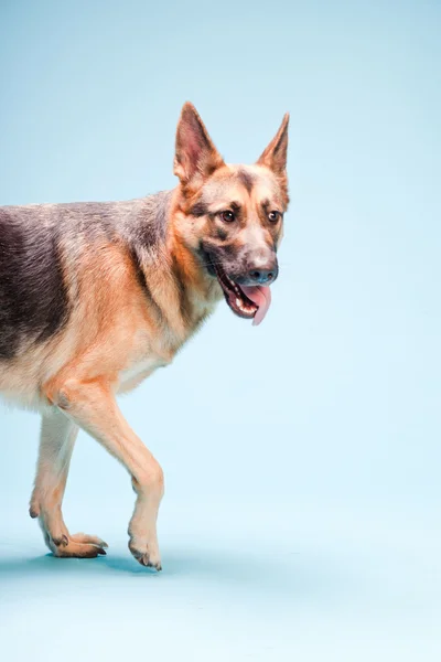 Alman shepard köpek açık mavi renkli izole Studio portresi — Stok fotoğraf