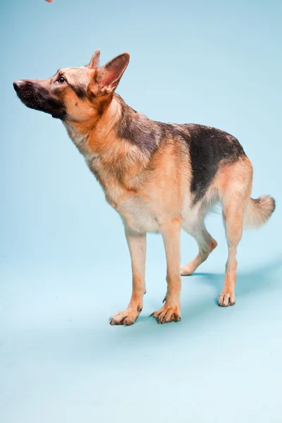 Studio-portrett av hund isolert på lyseblå bakgrunn – stockfoto