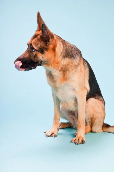 Studioporträt eines Schäferhundes isoliert auf hellblauem Hintergrund — Stockfoto