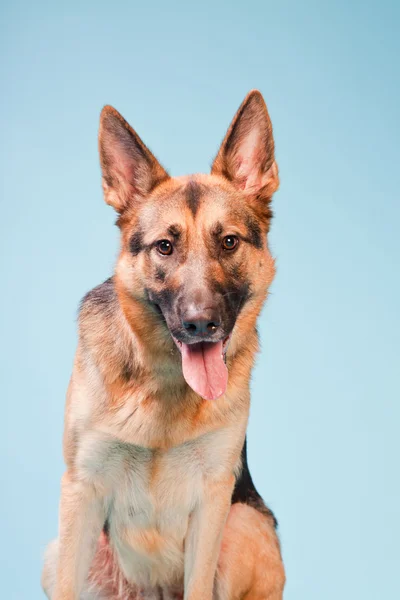 Retrato de estudio de perro pastor alemán aislado sobre fondo azul claro —  Fotos de Stock