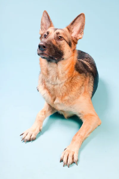 Estúdio retrato de cão pastor alemão isolado no fundo azul claro — Fotografia de Stock