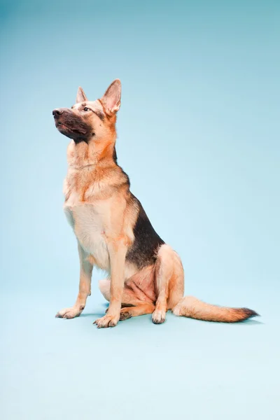 Studio portrait of german shepard dog isolated on light blue background — Stock Photo, Image