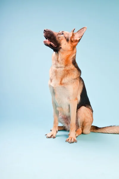 Studio portret van Duitse shepard hond geïsoleerd op lichte blauwe achtergrond — Stockfoto