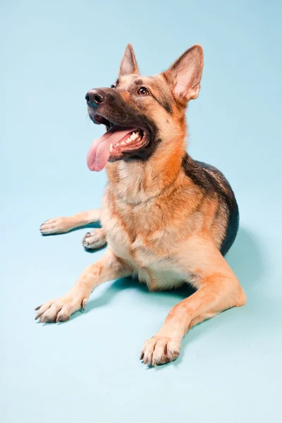 Studioporträt eines Schäferhundes isoliert auf hellblauem Hintergrund — Stockfoto
