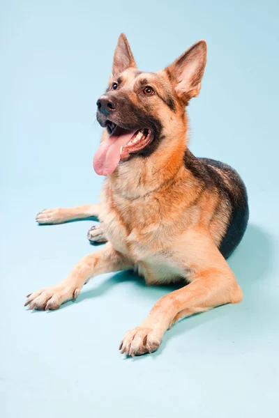 Portrait studio de chien de berger allemand isolé sur fond bleu clair — Photo