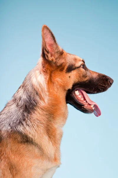 Πορτραίτο στούντιο γερμανικό shepard σκυλί που απομονώνονται σε γαλάζιο φόντο — Φωτογραφία Αρχείου