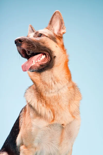 Estúdio retrato de cão pastor alemão isolado no fundo azul claro — Fotografia de Stock
