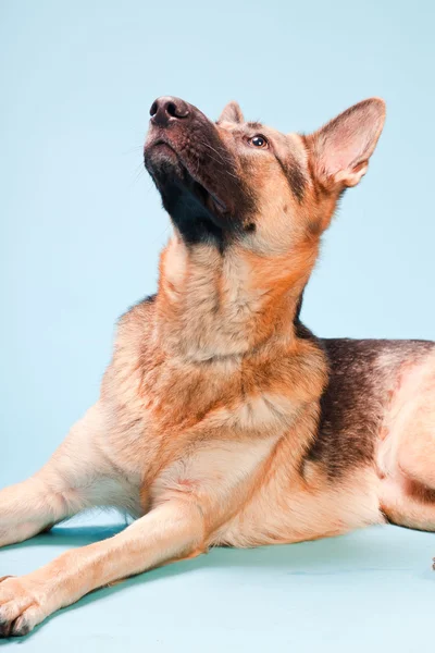 Studio porträtt av Tysk shepard hund isolerad på ljusblå bakgrund — Stockfoto