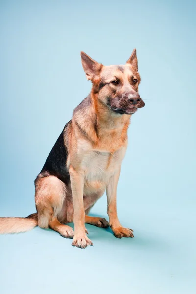 Студія портрет німецький Шепард собака ізольовані на світлому фоні синього — стокове фото