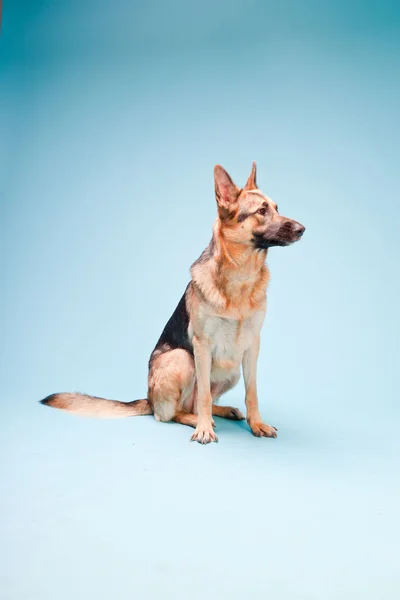 Portret Studio, niemiecki shepard psa na białym tle na światło niebieskie tło — Zdjęcie stockowe