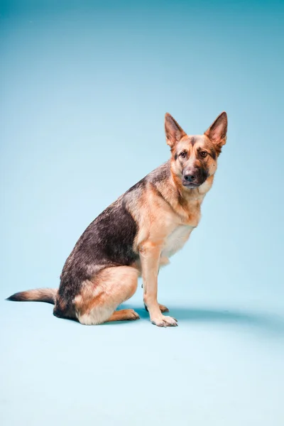 Studio portrait of german shepard dog isolated on light blue background — Stock Photo, Image