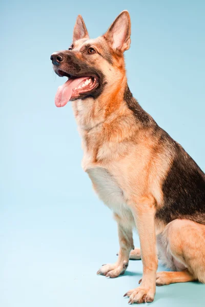 Studiový portrét německé shepard psa izolovaných na světle modrém pozadí — Stock fotografie