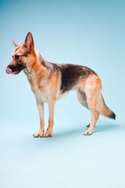 Studio-portrett av hund isolert på lyseblå bakgrunn – stockfoto