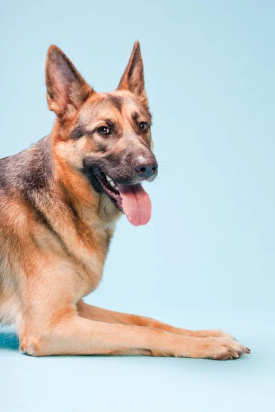 Retrato de estudio de perro pastor alemán aislado sobre fondo azul claro —  Fotos de Stock